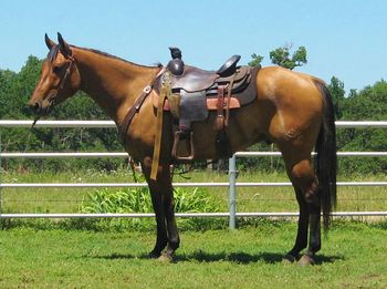 SOLD

Thank you to Cody Smith

Big Cabin, OK.

Remedy That 2009 AQHA Dun Gelding Sire: Tucknicolor Dam: Tangos Serenata This is a great young gelding that is broke the best and bred the best as well. Rem as we call him has a great handle on him and is ready to train in the event of your choice. He is very cowy and quick making him a great canidate for the cattle events. He would be a great one to train as a heel or calf horse as well as sorting and penning. Rem rides out quiet alone. He has been used on the ranch moving cattle around. He has a great mind and is very pretty to look at. He is has some great horses on his papers with Reminic being his grandsire as well as Doc's Remedy. He is 14.3 and has a long thick black mane and tail. Don't let his age fool you as this horse is broke.
