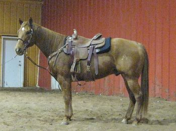 SOLD

Peppy Stars N Bars 2002 AQHA Sorrel Gelding Sire: Peppys Lil Will Dam: Precious Metal Gypsy SOLD Cutter is a been there done that kind of horse, the all around family type horse. He has been to the cutting pen as well as team sortings. He has also been used as a breakaway horse as well as going to playdays running barrels, poles. flags. Cutter would be great for all levels of rider and many different disiplines. He would be great to just go on the trails or to check and work your cattle. These good solid geldings are getting harder and harder to find. Cutter can really ride around when you ask him to as he has a great handle on him. If your looking for that good honest gelding the whole family can use here he is. Videos below. http://youtu.be/IzU-xe7c1Z0 http://youtu.be/BUeh4FBtPwY
