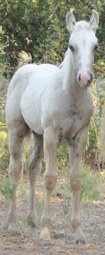 2012 AQHA Gray Stallion Sire: Miss And Gun Dam: Two Lena King RR This is a really nice gray foundation bred colt by my Stallion Miss And Gun. He will make a great all around horse to train in any of the cattle events or Ranch Versatility.
