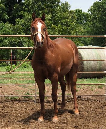 SOLDNitro Gun  2017 AQHA Red Roan Stallion   Sire: Miss And Gun  Dam: Nitro San Lena    Nitro is just a yearling but very mature for his age. He is super stout and big boned. Nitro is extremely athletic and can move like a cat. He is super smart and easy to train. Nitro is an excellent prospect for the cutting pen or reined cow horse. The sky is the limit with this colt. he will be stout enough to head on quick enough to heel on and wow what a jam up calf roping prospect.  This colts papers are stacked with performers as he has Playgun, Peptoboonsmal, Peppy San Badger and Nitro Dual Doc, and Smart Letha all right on his papers. If you are looking for a great stallion prospect don't pass him up. 6500 Located in Cushing, Oklahoma 918-306-9498 or 918-327-3110  Visit us on Facebook at Faires Ranch Here is a link to his sire Miss And Gun  https://www.facebook.com/147827182013473/posts/1383116581817854/
