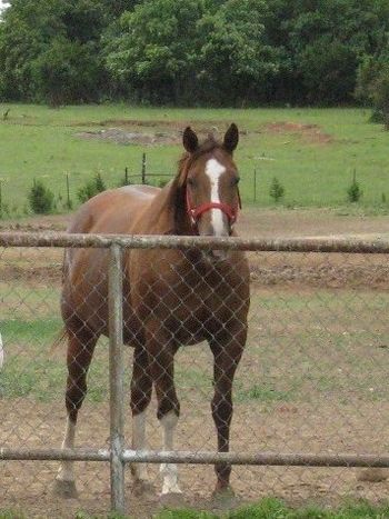 Jewels Gold Bars 2002 AQHA Chestnut Mare Sire: Jack Be O Nimble Dam: Freckles Nancy In Foal to Innocent And Classy for 2011 Dam of Romans Gold Bars 2008 AQHA Chestnut Stallion by Romans Royal Tee
