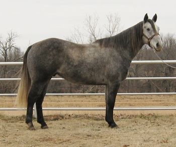 SOLD
Leom Sam 2008 AQHA Gray Gelding Sire: Ten O Doc Dam: Gray Sugar San SOLD Congratulations to John Furman Miami, OK This pretty gray gelding has been used as a breakaway horse as well as tie down calf roping. He is not finished but he is well on his way. He works the rope well. He is gentle enough for a beginner roper. He has a great handle on him and will ride around. He also has had some training on the heel side. This horse is young and you could take him in any direction you wanted. He has been ridden outside as well. If your looking for a good one to finish he would be a good one or if you just wanted a pretty one to ride here he is. Heeling videos below http://youtu.be/lrWFnn-5ubo http://youtu.be/6Q2QeG1NMbM
