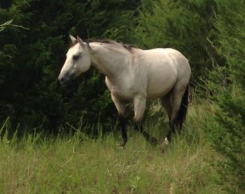 SOLDJE Seis  2009 AQHA Buckskin Mare Sire: Starbert F Curry Dam: JE Estephanie Dun It  This nice young buckskin broodmare is a super easy keeper and put together correct. She is 14.3-15 hands. She is in foal to Cee Booger Peppy for 2019 and that will be a super nice baby as this mare can raise a nice one.  Any other time a mare like this would not leave our ranch but we are downsizing and the cuts are deep and hard.  The foal should excel in barrels or any of the speed events as well as cow work or any direction you would want to go. If your looking for some tried and true broodmares we have several for sale. She is priced to sell at 3️⃣5️⃣0️⃣0️⃣ her baby is likely to bring twice that.  Located in Cushing Oklahoma transport can be arranged. Call 918-327-3110  Visit us on Facebook at Faires Ranch
