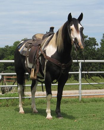SOLD"Scooter" 2003 Black and White Paint Gelding  Scooter is a neat gelding standing about 14.2 and loud colored as you can see. he is gentle yet has a bigger motor when asked. He has been used in on the ranch and will watch a cow. He will go any where you point him and is tough as one can be as he can go all day long but you don't have to hold him back he will only do what is asked of him.  Scooter has a lot of life left in him and is a young 13 yrs old, he is a great mounted shooting prospect as he has been shot off of in the past. He is also a great trail horse as well as good on the ranch, if you can ride at all he should work for you, no hump or buck. UTD on vaccinations and ready to go.
