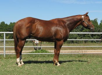 SOLDFire Magic 2008 APHA Sorrel Gelding  Sire: Senor Spicy Hot  Dam: RB Magic Jewel   Here is as good a looking gelding as there is out there, he is very stout with a lot of natural muscling and very corect. This gelding has been started on the ranch and is doing well, he has drug calves and doctored cattle outside on the ranch.  This pretty gelding can go in just about any direction you want, he is gentle and kind yet has a lot of speed to him when asked.  If your looking for a nice one to go on with in the event of your choice here he is. UTD on vaccinations and farrier. He stands a bit over 15 hands and weights about 1250.
