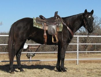 Fiddlers Bar Hop 2008 AQHA Black Gelding Sire: Fiddlers Croton Jack Dam: Jazzie Roan Bar SOLD Blackjack is what we call this nice black gelding here at the ranch. He is not finished but he has been used in the roping pen on both ends. Blackjack has been taken to Jackpots and has won money. He is a great one to go on and finish on either or both ends so if you looking for a good one to put a little more time on and haul here he is. Roping videos below: http://www.youtube.com/watch?v=6kjZ5ZRTYhg http://www.youtube.com/watch?v=6kjZ5ZRTYhg
