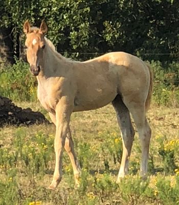 2019 Palomino Roan filly By Cee Booger Peppy out of Romans Peaches N Cream available
