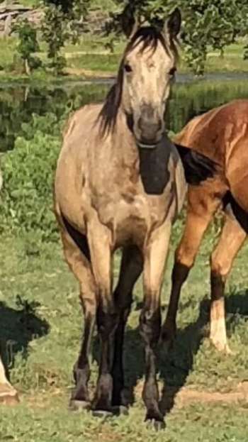 2018 Buckskin Filly by Miss And Gun available
