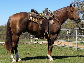 Cee Booger Peppy 2009 AQHA RED Roan Stallion Sire Three Dee Skyline Dam: Littlebit Roany2019 Stud Fee $750  5 Panel NN http://www.allbreedpedigree.com/cee+booger+peppy   Please welcome our newest stallion to our lineup of stallions for your consideration.  We call this stout boy Rambo he is an own son of Three Dee Skyline out of an own daugher of Cee Booger Red. His foals are showing great talent and minds with big bone and a lot of natural muscling to them. Rambo stands just over 14.3 and weighs and easy 1350 pounds. He has a tremendous amount of bone and muscle. We have several of his offspring available for sale from weanlings on their mothers to 3 years olds. His offspring are extremely athletic with lots of bone and substance. They have great conformation as well as great minds, natural talent and color to go with the total package. Rambo is a great choice to breed to many types of mares. If you are looking to raise some great rodeo horses Rambo is a sure bet. If you are looking to ad substance to the finer boned modern reiners and cutters he will do it. This stallion is extremely strong and athletic and passes these traits to his foals. Standing at Faires Ranch, Cushing, Oklahoma
