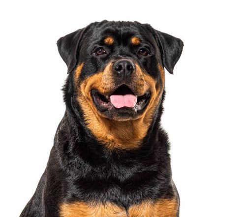 Typical Rottweiler