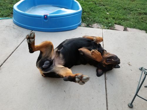 Typical Rottweiler