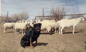 Rottweiler posing with the sheep she just finished herding.
