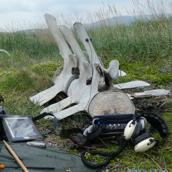 Stille and Klang mics on a washed up whale vertebrae
