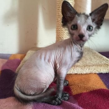 Nearly naked but growing his Lykoi Roan coat alread! 24-06-2015
