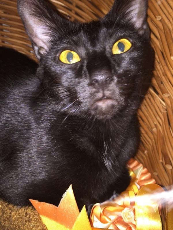 Lykoi carrier BEtty, has the cutest face, stunning Amber eyes and a very shiny coat.