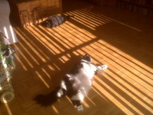 Keith's two cats Tarzanne and Pin enjoy some sun.