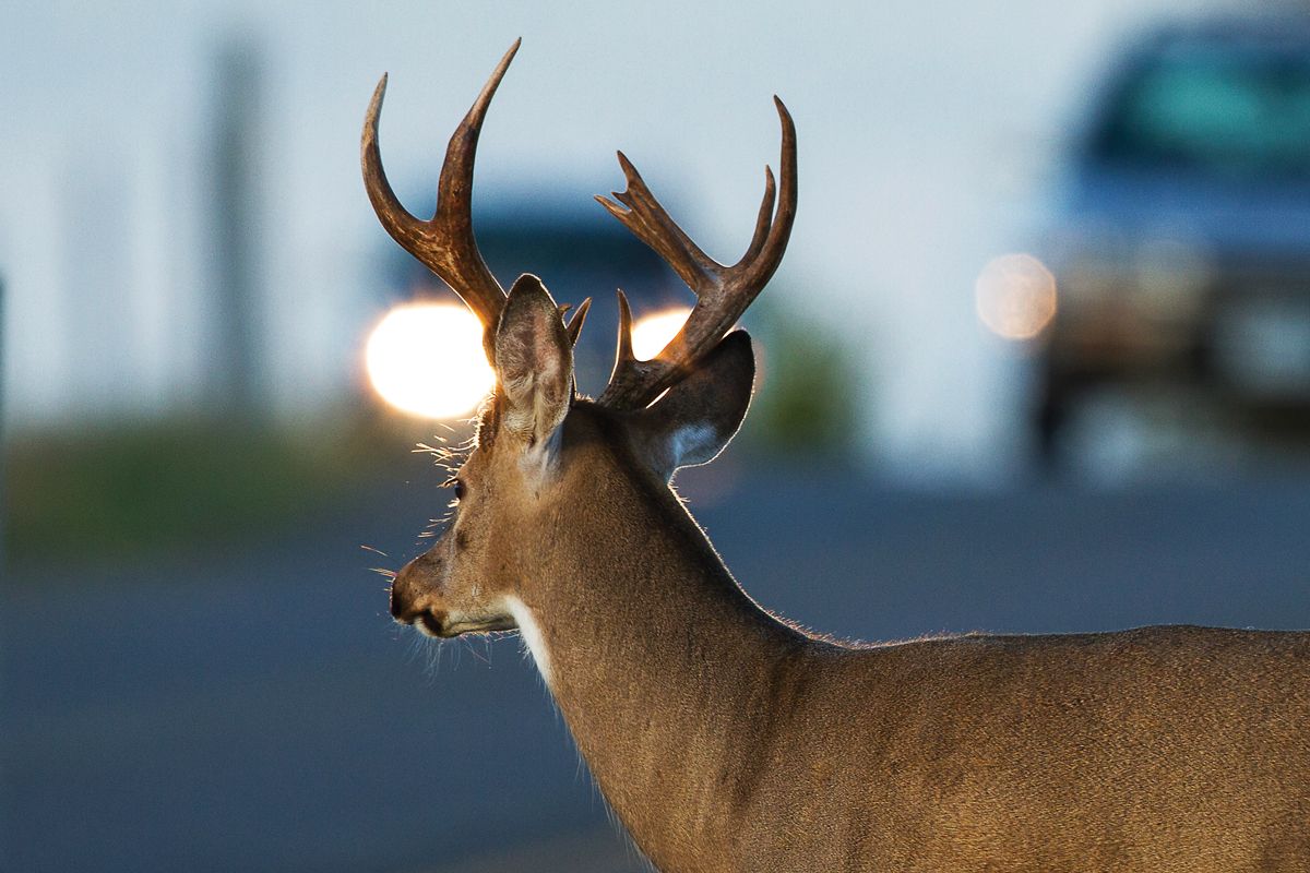 Deer in headlights look attraction