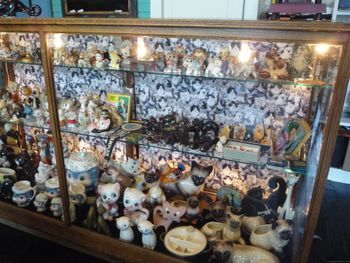 Display Case of Cats!
