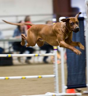 Red Rocks Rhodesian Ridgeback - Agility
