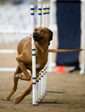 Red Rocks Rhodesian Ridgeback - Agility