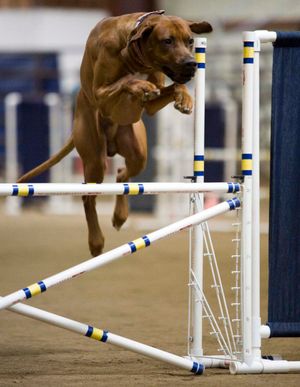 Red Rocks Rhodesian Ridgeback - Agility