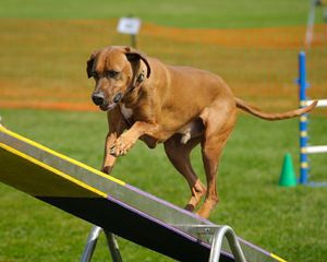 Red Rocks Rhodesian Ridgeback - Agility