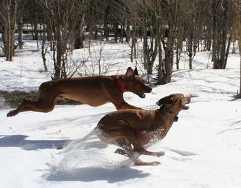 Bek and Kanzi dashing through the snow
