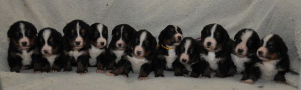 Treasure/Abbott Pups 3.5 weeks old