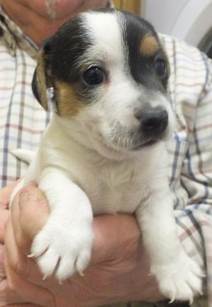 Stunning tri-coloured dog puppy.