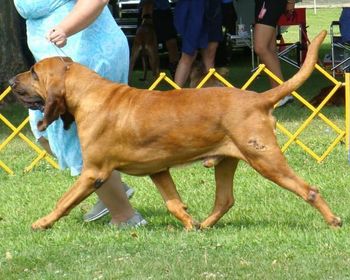 hound specialty Ohio 2014
