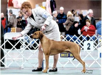 The stack that won the breed & the RRCUS medallion for Victor at the RRAWNY supported entry in Hamburg, NY January 2011.
