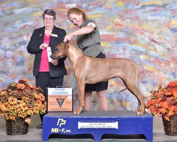 Tara finishes her Grand Championship in November 2015.under judge Judy Lowther.
