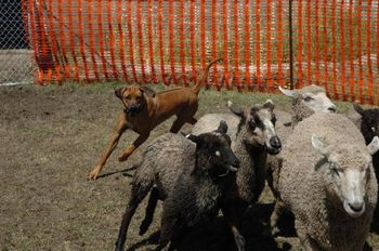 Lindi is a herding maniac! She just needs some training and focus. (photo by Shot-On-Site)

