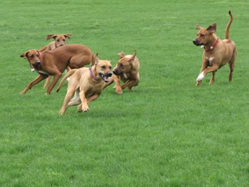 Tara got to romp with a slew of Ridgebacks after the show in April. Tara in dead center.
