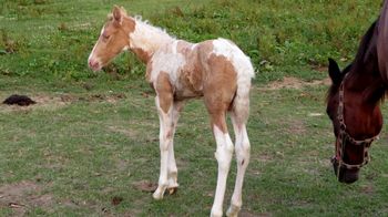 SOLD #3 Palomino Toby Filly$ 1350
