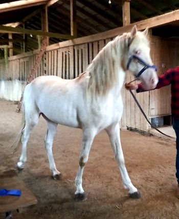 100% palomino with all red mares, with 50% chance of tobiano . With all black mare 50/50 palomino or buckskin, tobiano.
