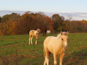 Palomino filly with 4 stockings to the knees
