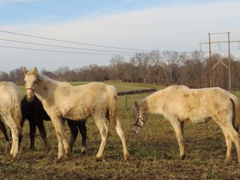 Palomino Colt and Perlino  Filly
