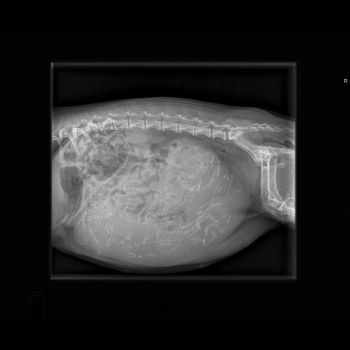 Dessie X-ray 6 pups lost 1 at birth
