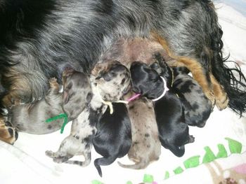 We have 6 puppies! 5 girls and 1 boy!! WAY TO GO MOMMY REVVIE
