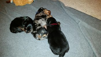 Boys at 3 weeks old.  fat and fatter may be available to the right show/pet home.  Bits available to the right pet home.
