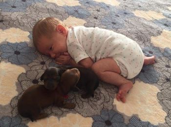 My newest Granddaughter Ava and Dessie and Moby pups July 8th 2017
