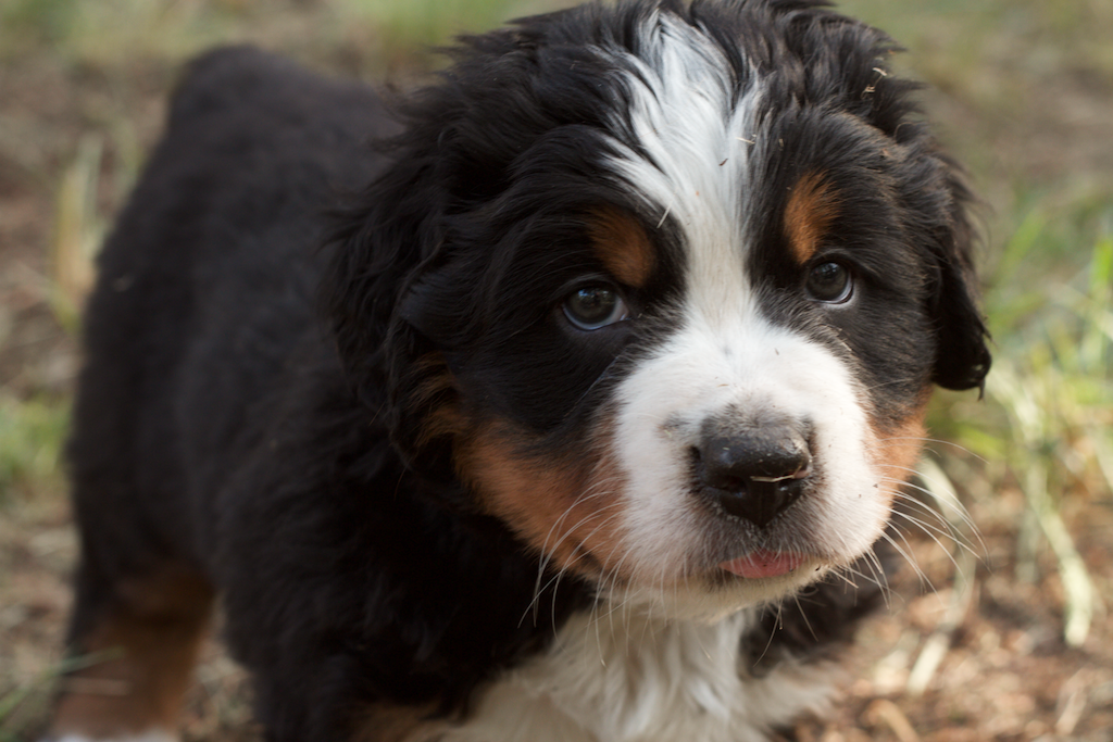 Borealbreeze Bernese Mountain Dogs - Dogs of Borealbreeze