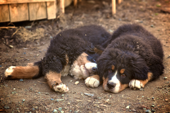 Borealbreeze Bernese Mountain Dogs - Dogs of Borealbreeze