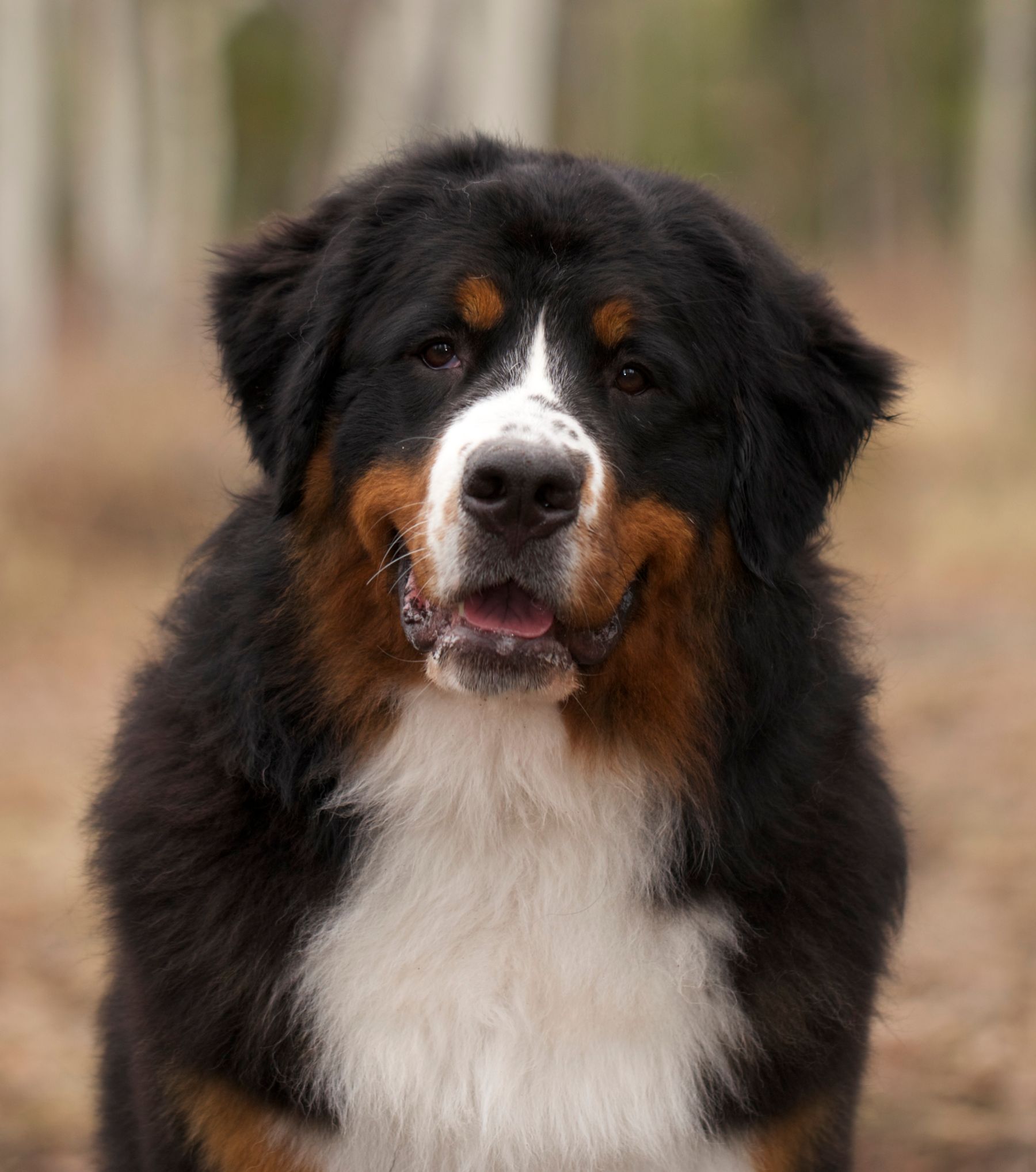 Borealbreeze Bernese Mountain Dogs