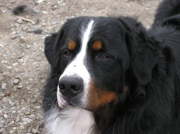 Borealbreeze Bernese Mountain Dogs - Dogs of Borealbreeze