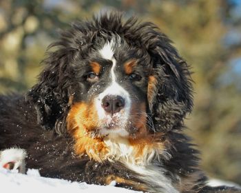 Borealbreeze Bernese Mountain Dogs - Dogs of Borealbreeze