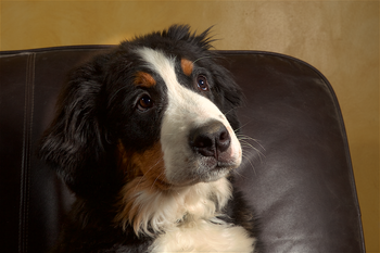 Borealbreeze Bernese Mountain Dogs - Dogs of Borealbreeze