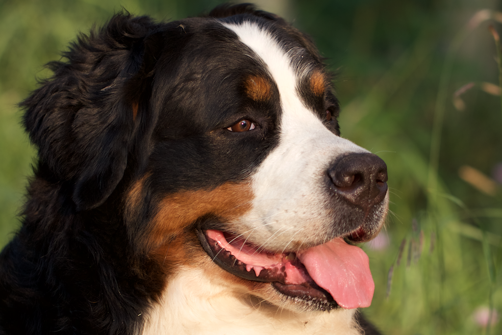 Borealbreeze Bernese Mountain Dogs - Dogs of Borealbreeze