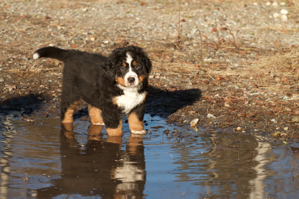 Borealbreeze Bernese Mountain Dogs - Dogs of Borealbreeze